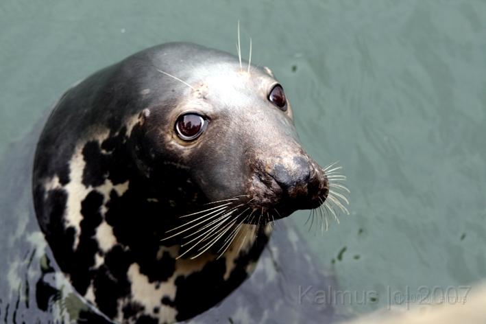 Heinz der Seehund 1.jpg - Der Seehund im Hafenbecken von Hörnum.
